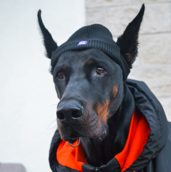 Шапка для собак з акрилу Hat-Dog (M, Помаранчева) HatDog фото