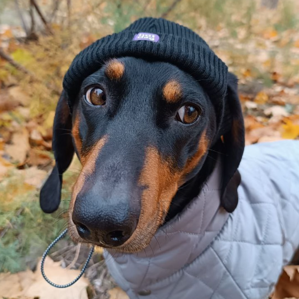 Шапка для собак з акрилу Hat-Dog (M, Помаранчева) HatDog фото