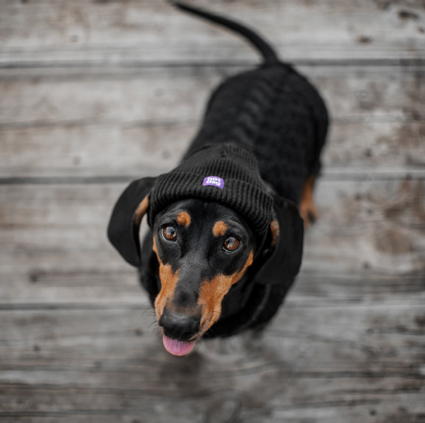 Шапка для собак з акрилу Hat-Dog (M, Помаранчева) HatDog фото