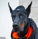 Шапка для собак з акрилу Hat-Dog (M, Помаранчева) HatDog фото 6