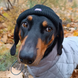 Шапка для собак з акрилу Hat-Dog (M, Помаранчева) HatDog фото 5