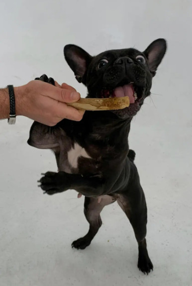 Палиця з кавового дерева для собак Coffee Stick (XS) Healthy Doggo фото