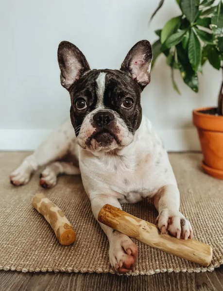 Палиця з кавового дерева для собак Coffee Stick (XS) Healthy Doggo фото