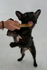 Палиця з кавового дерева для собак Coffee Stick (XS) Healthy Doggo фото 5