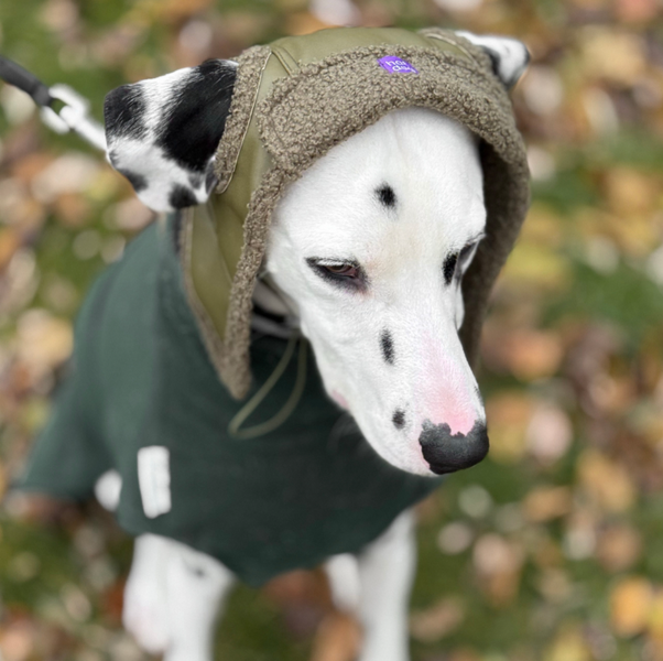 Шапка-вушанка для собак Hat-Dog HatDog фото