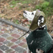 Шапка-вушанка для собак Hat-Dog HatDog фото 4