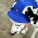 Панама для собак з котону Hat-Dog HatDog фото 4
