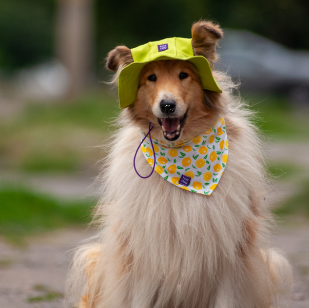 Панама для собак з котону Hat-Dog HatDog фото