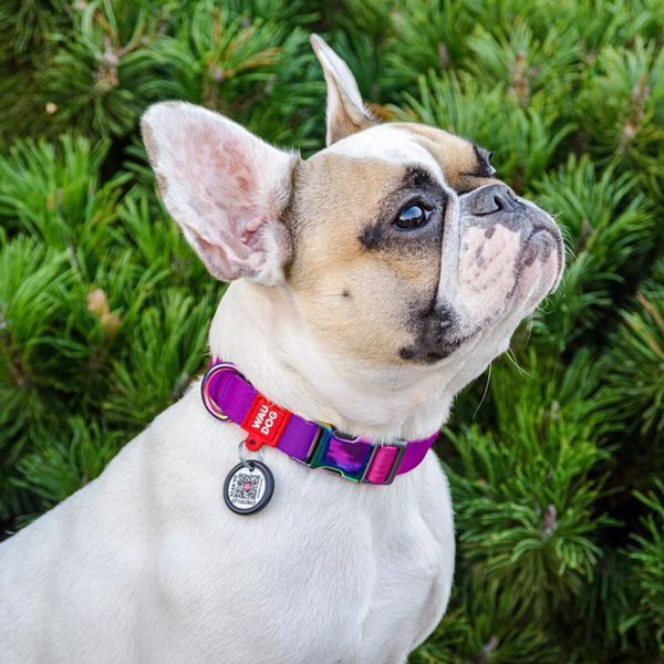Нашийник WAUDOG Nylon Recycled з QR, градієнт (L, 25 мм, 33-49 см, Блакитний) Wau Dog фото