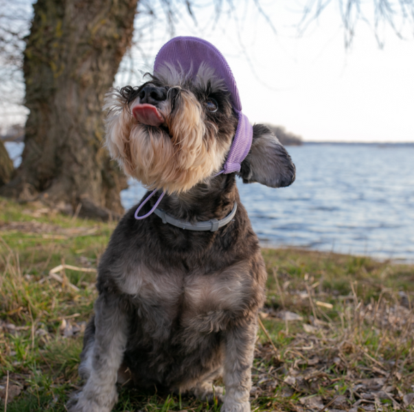 Кепка для собак з вельвету Hat-Dog  HatDog фото