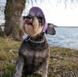 Кепка для собак з вельвету Hat-Dog  HatDog фото 4