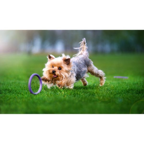 Тренувальний снаряд для собак PULLER (Mini, 18см) Wau Dog фото